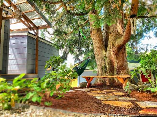 Under the Cedar Tree